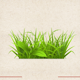 矢量动物 矢量植物 插画 手绘