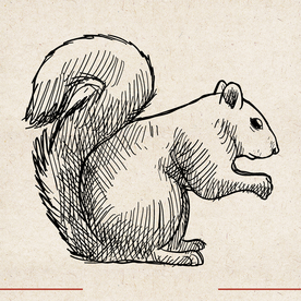 矢量动物 矢量植物 插画 手绘