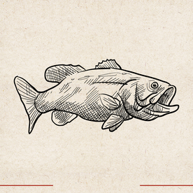 矢量动物 矢量植物 插画 手绘