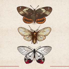 矢量动物 矢量植物 插画 手绘