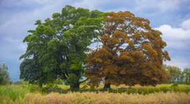 大理海舌湿地公园夫妻树