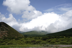草原 天空 森林