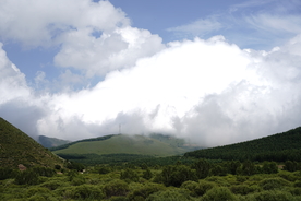 草原 天空 森林