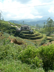 梯田