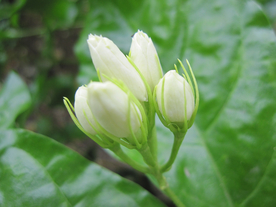 茉莉花