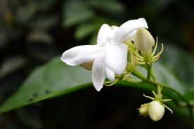 茉莉花
