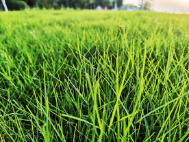 草坪青草自然生态背景素材