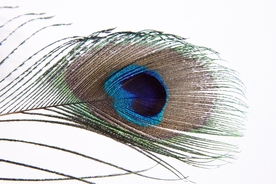 孔雀羽毛