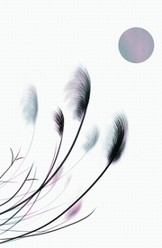 羽毛装饰画