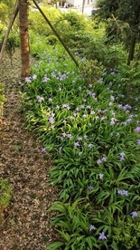 后院鸢尾花