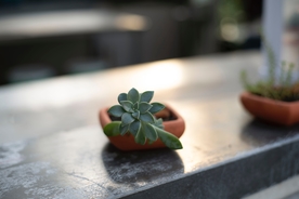 盆景 瓶栽 瓶花 花瓶 唯美