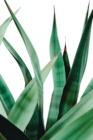 多肉植物装饰画