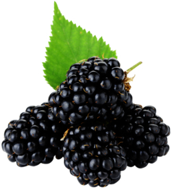 桑葚水果食材合成海报素材