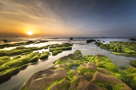 海滩  青苔 图片