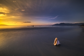 海滩 扇形 动物 图片