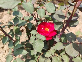 月季 玫瑰花