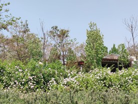 藤曼 花园