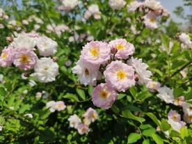 月季 藤曼