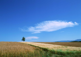 蓝天草地