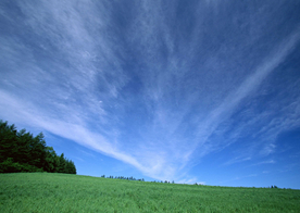 蓝天绿地