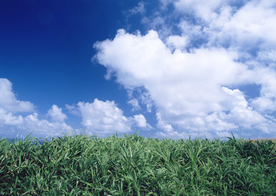 蓝天绿地