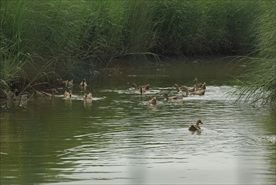 生态放养海鸭自然放养鸭子家禽