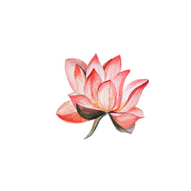 水墨风荷花图片