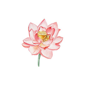 水墨风荷花图片