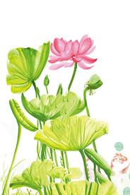 水墨风荷花图片