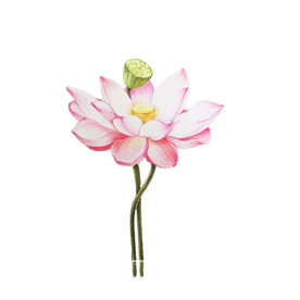 水墨风荷花图片