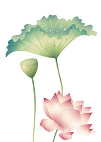 水墨风荷花图片