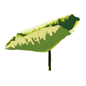 水墨风荷花图片