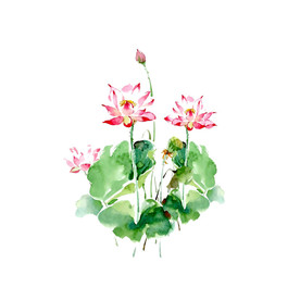 水墨风荷花图片