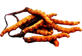 冬虫夏草中药药材养生海报素材