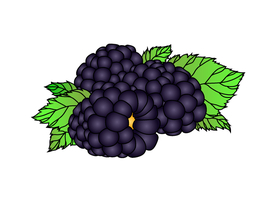 卡通黑树莓
