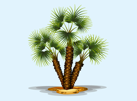 棕榈树手绘