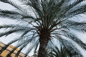 棕榈