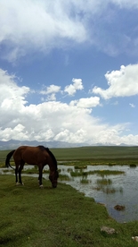 棕色骏马祁连山大草原