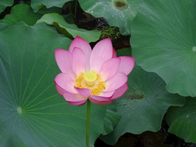 美丽的荷花特写