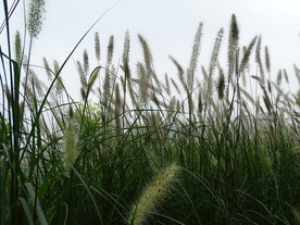 狗尾草唯美意境