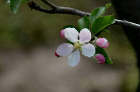 苹果花