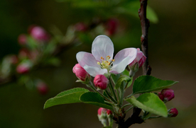苹果花