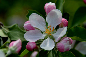 苹果花