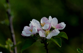 苹果花