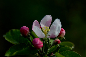 苹果花