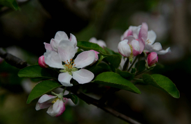 苹果花