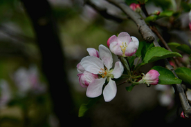 苹果花