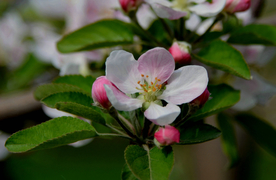 苹果花