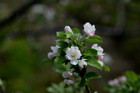 苹果花