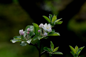苹果花